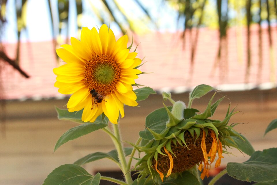 Vegetable garden flower