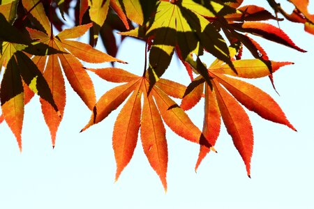 Nature wood season