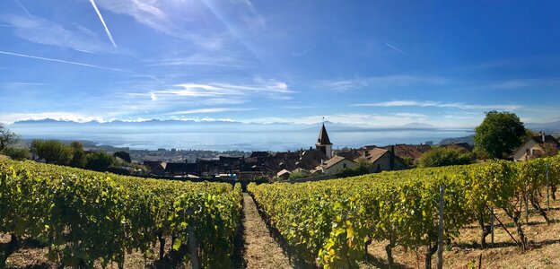 Vineyard landscape viticulture