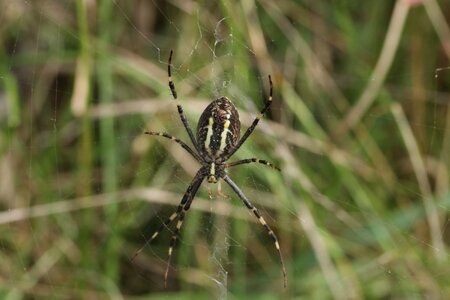 Predator insect grass