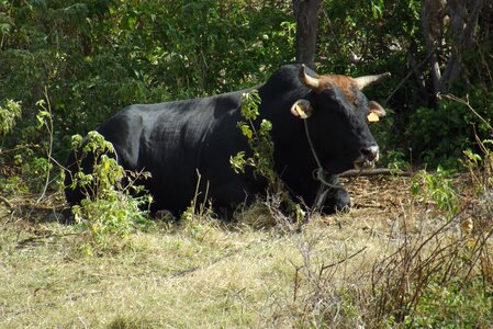 Animal nature cattle photo