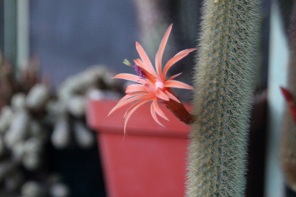 Plant garden nature