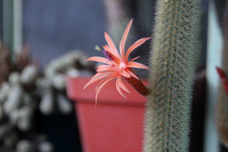 Plant garden nature