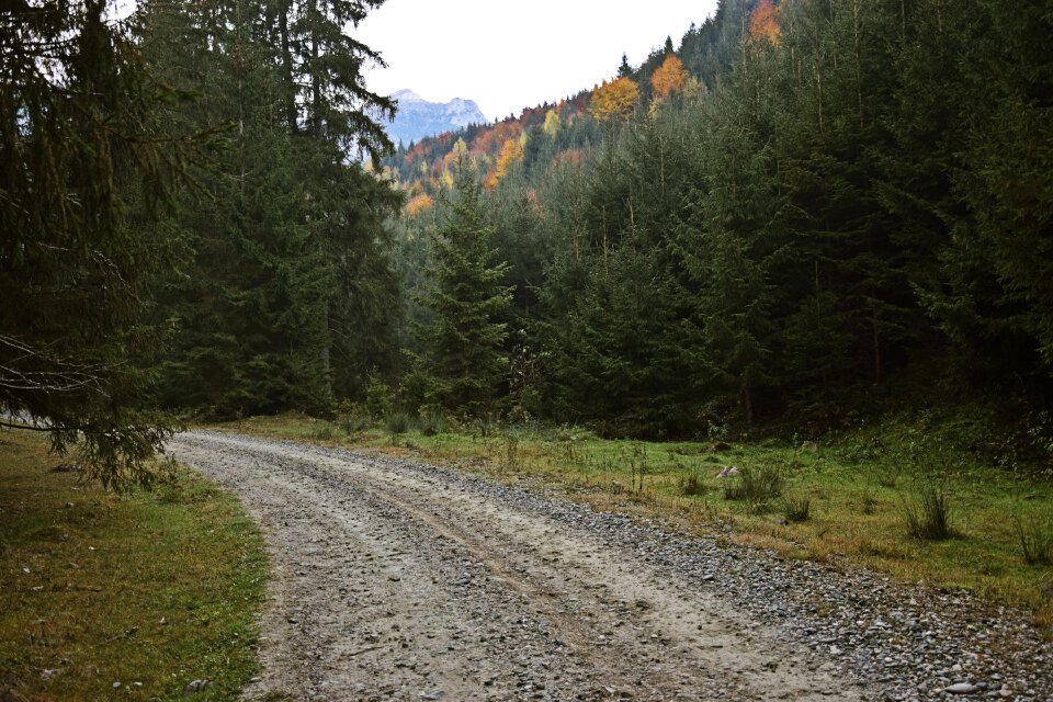 Mountains forest landscape