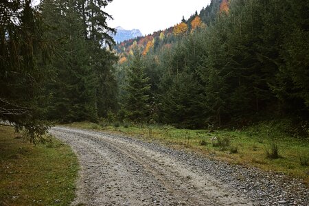 Mountains forest landscape