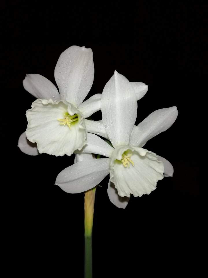 Bloom nature petals