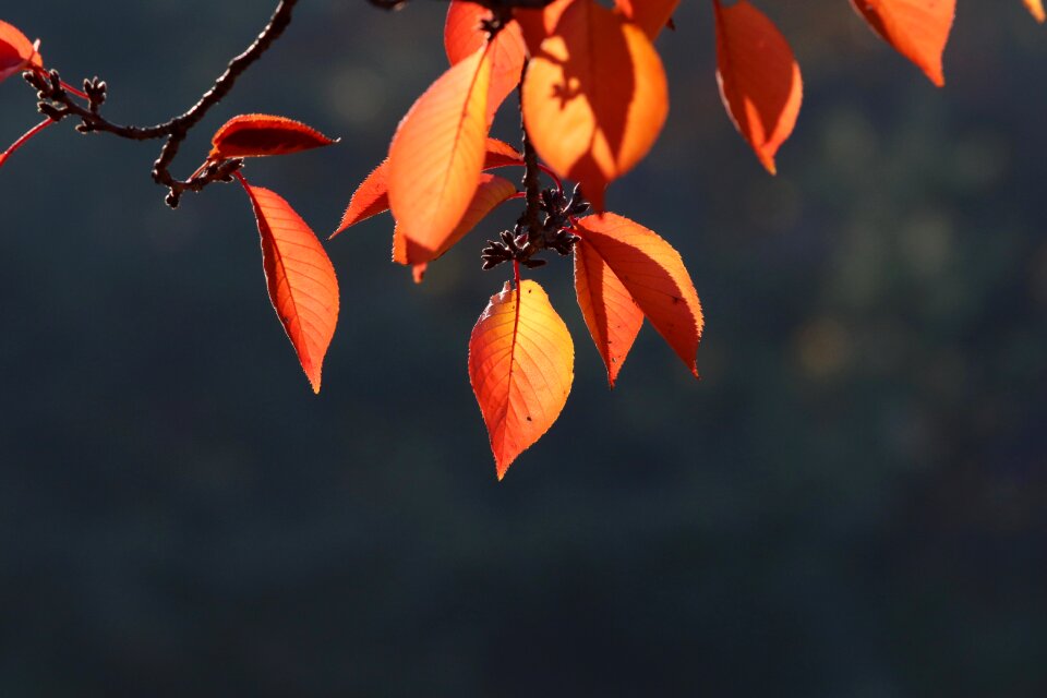 Nature wood season