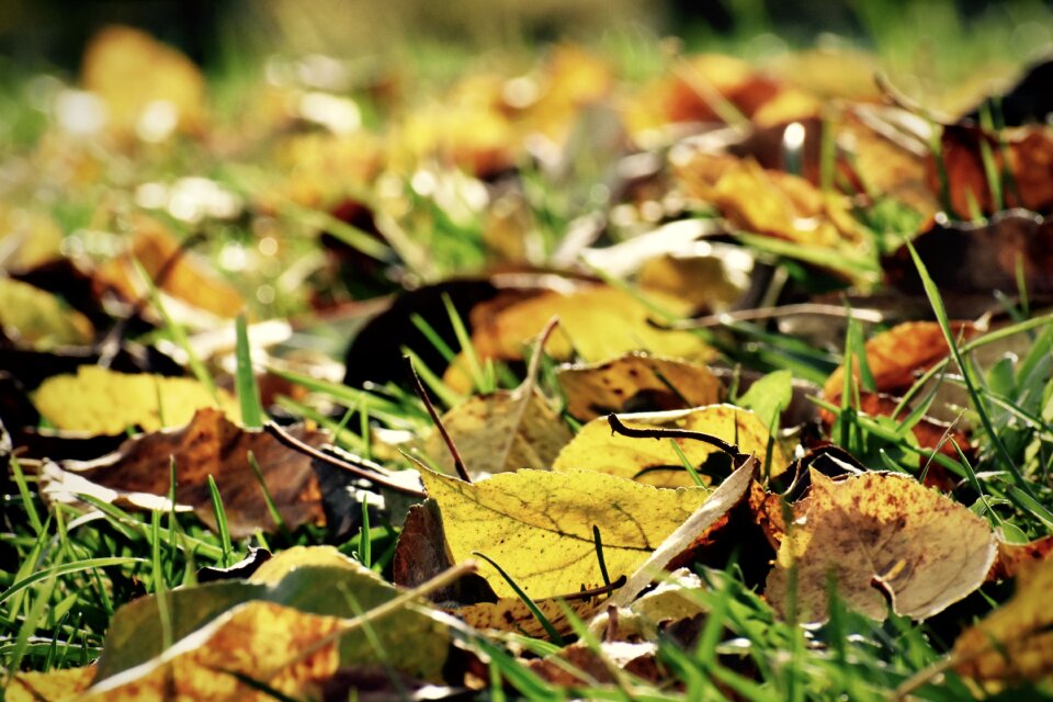 Ground grass yellow