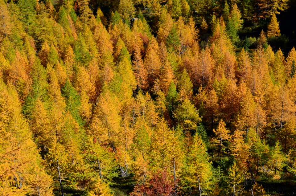 Larch fogliage autumn