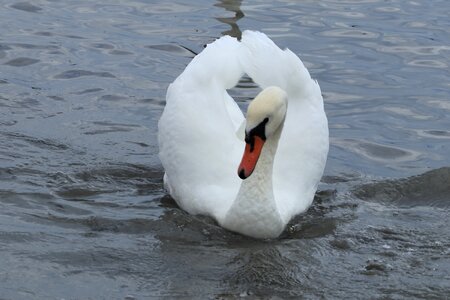 Lake wings white photo