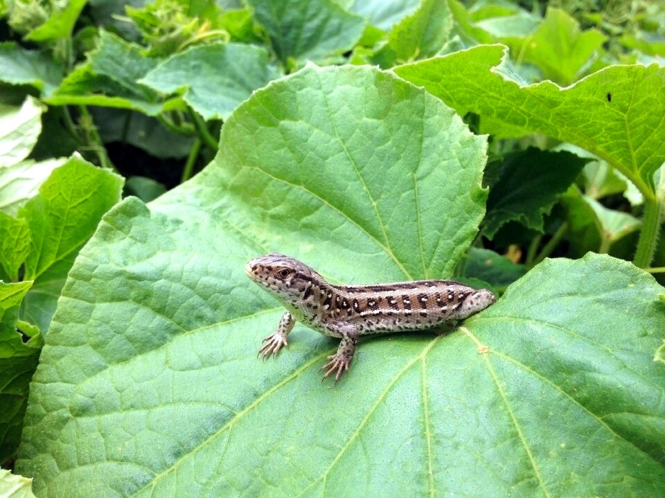 Gad reptiles amphibians