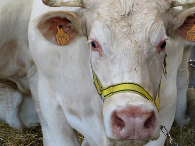 Farm cows countryside photo