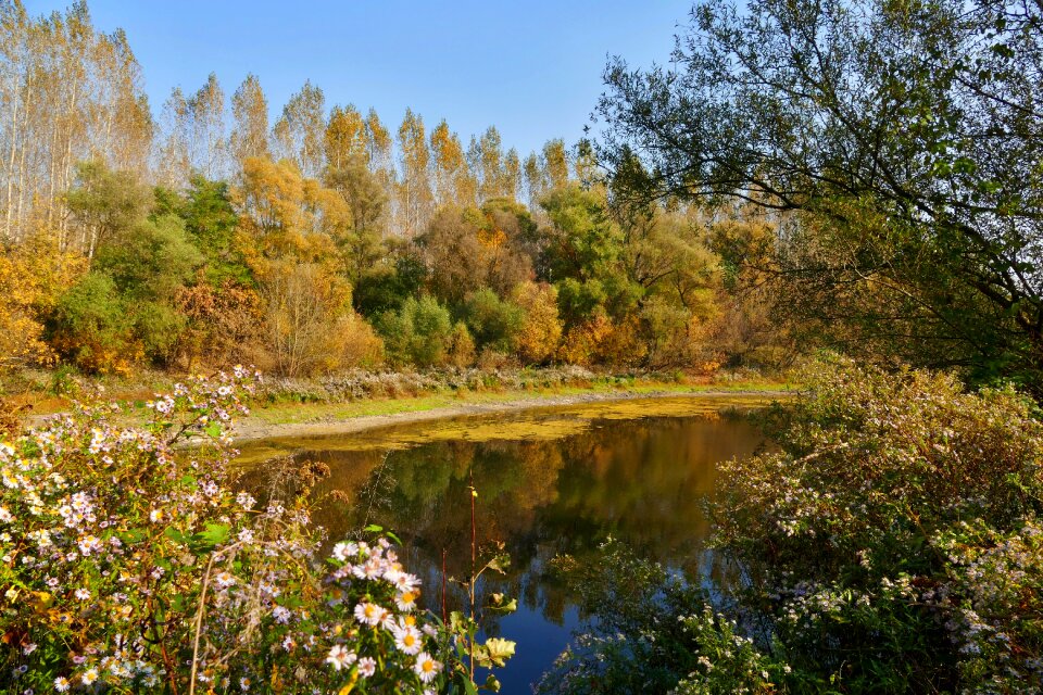 Istragonov danube the meadows