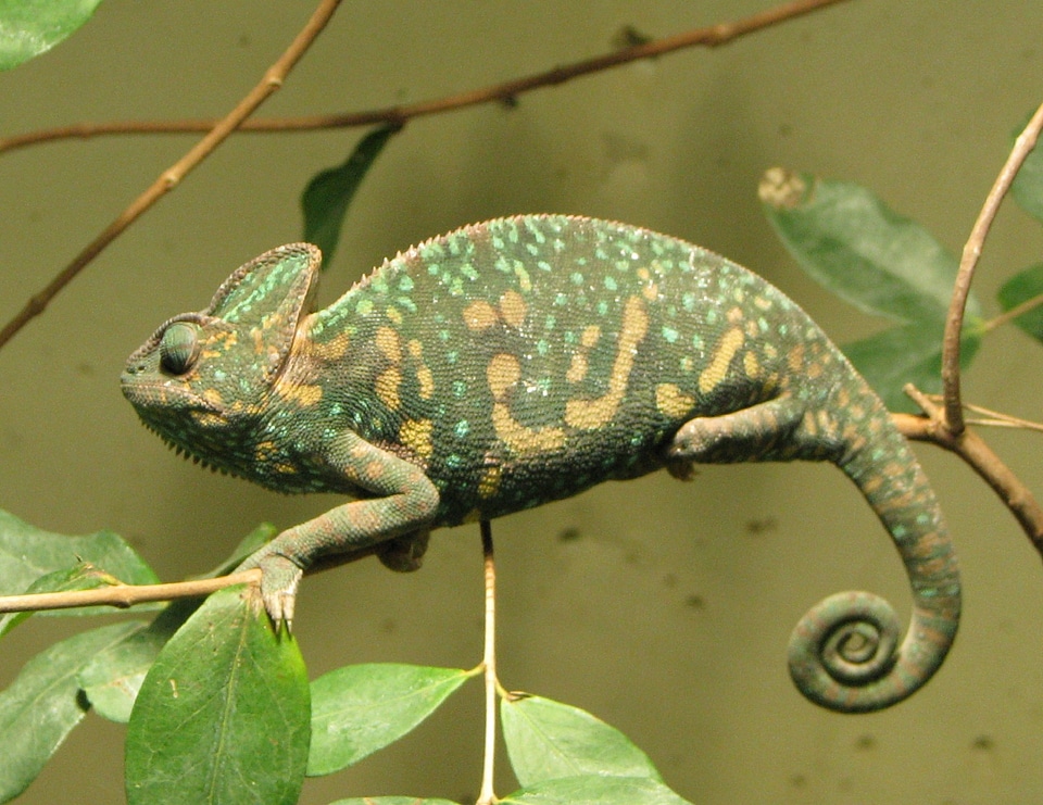 Close exotic green