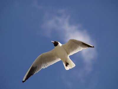 Sky soaring wings photo