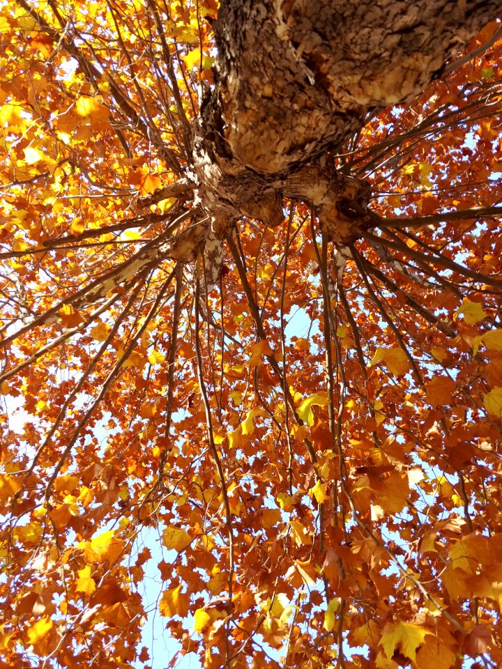 Wood autumn leaves leaves