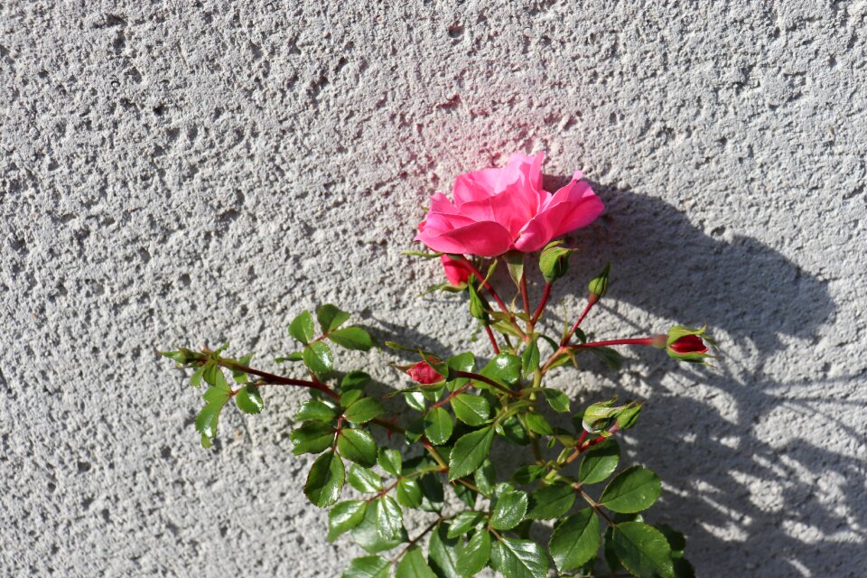 Rosebush light of autumn facade