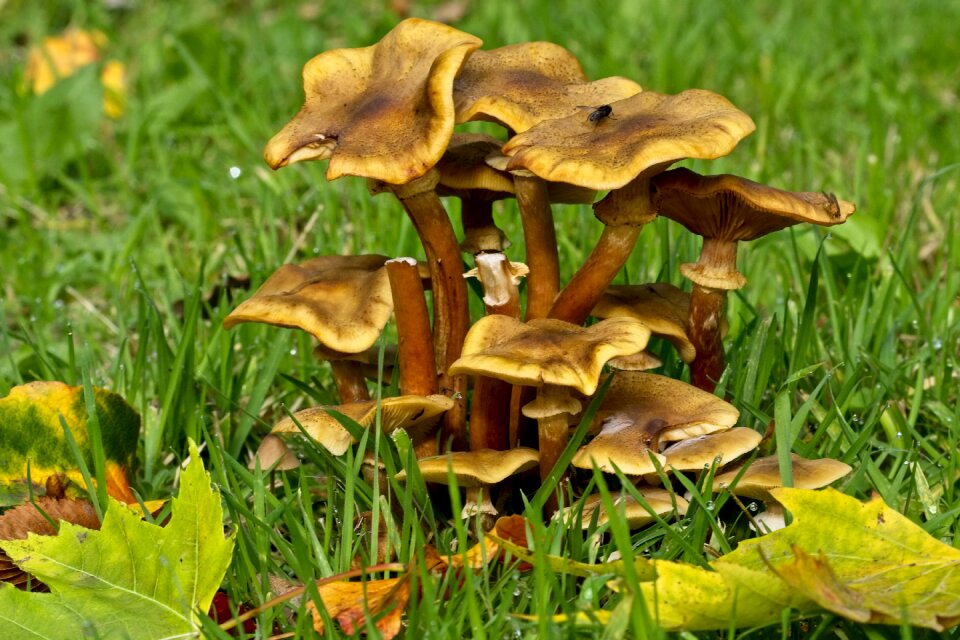 Fungus seasonal england