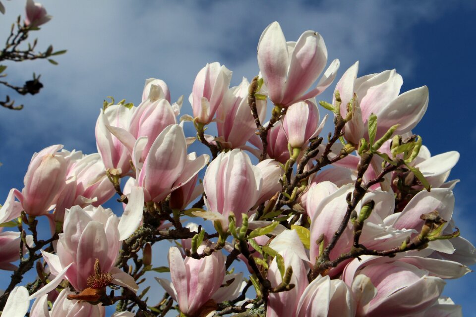 Spring flowers magnolia