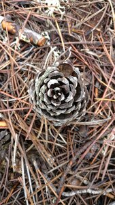 Pine pinewood pine nuts photo