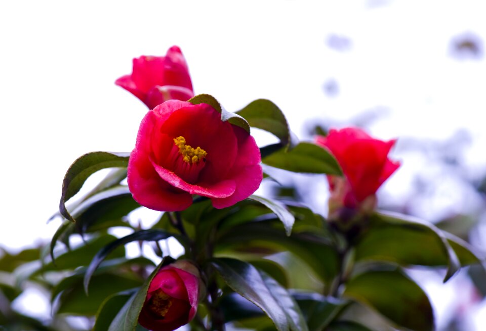 Camellia flower flowers petal