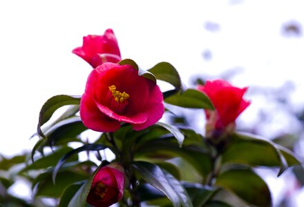 Camellia flower flowers petal photo