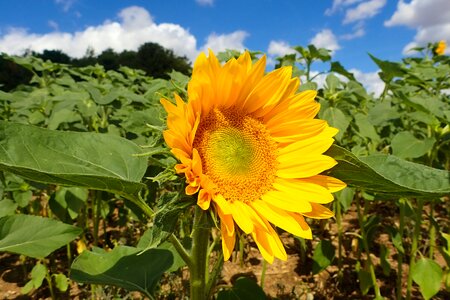 Bright daytime field photo