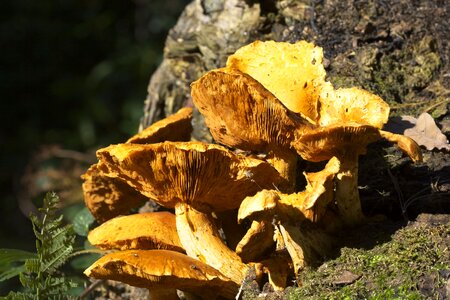 Uk wild season