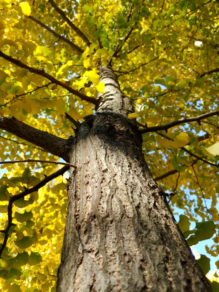 Bank leaves wood