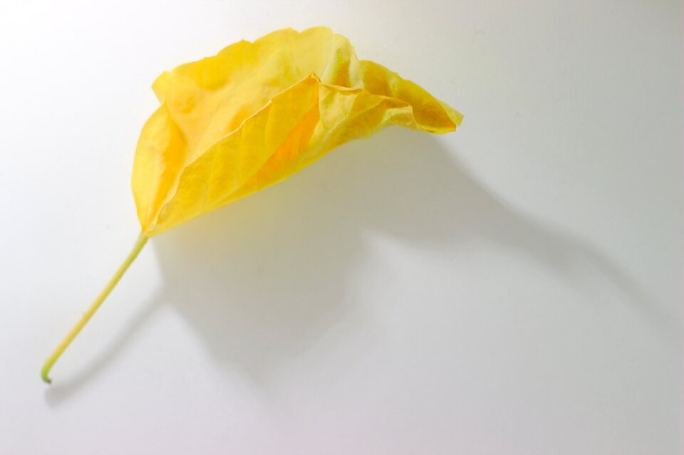 Listopad to fall to fade