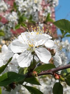 Cherry blossom blossom bloom