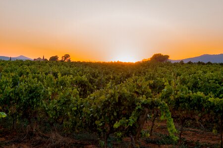 Vine sun grapes