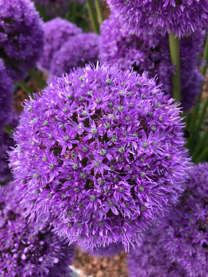 Allium blossom spring