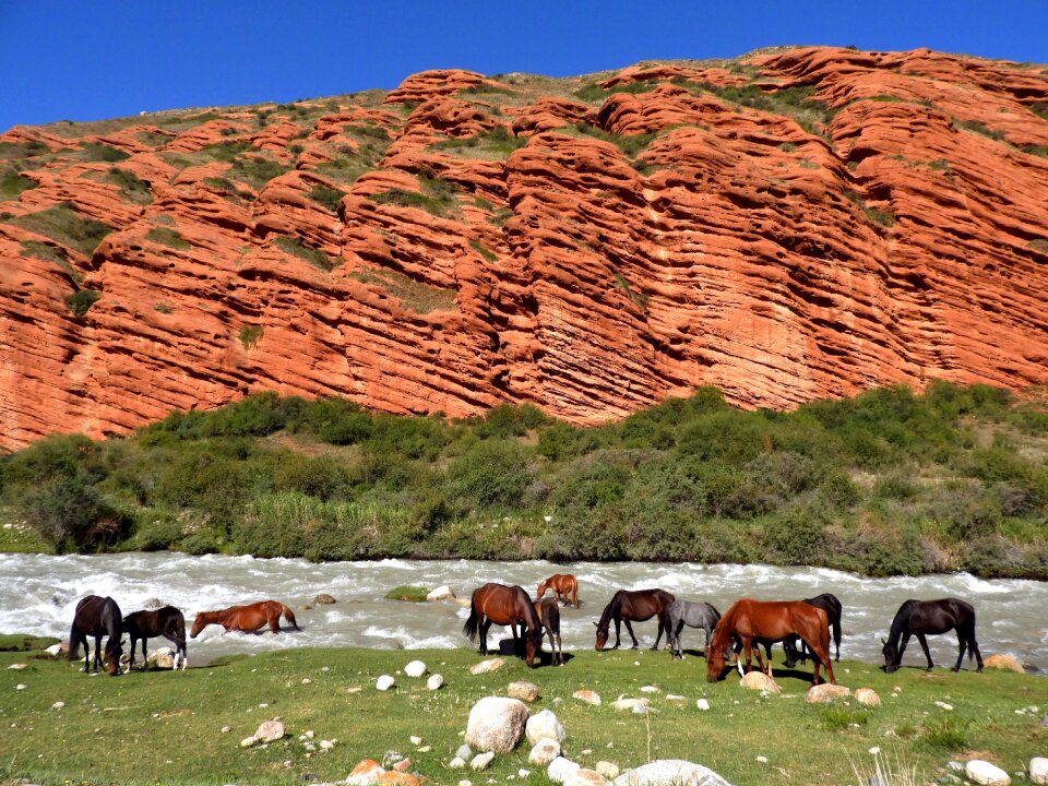 Herd horses watering place