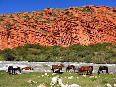Herd horses watering place photo