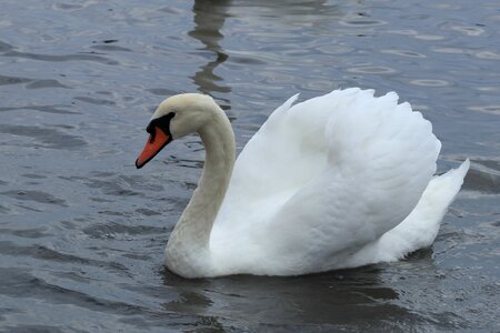 Lake pond wings photo