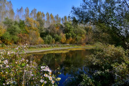 Istragonov nature trees