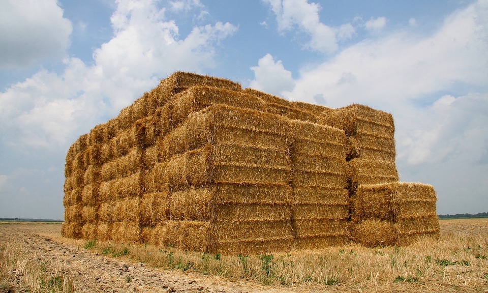 Field crop sky