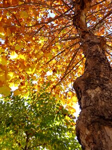 Wood autumn autumn leaves photo