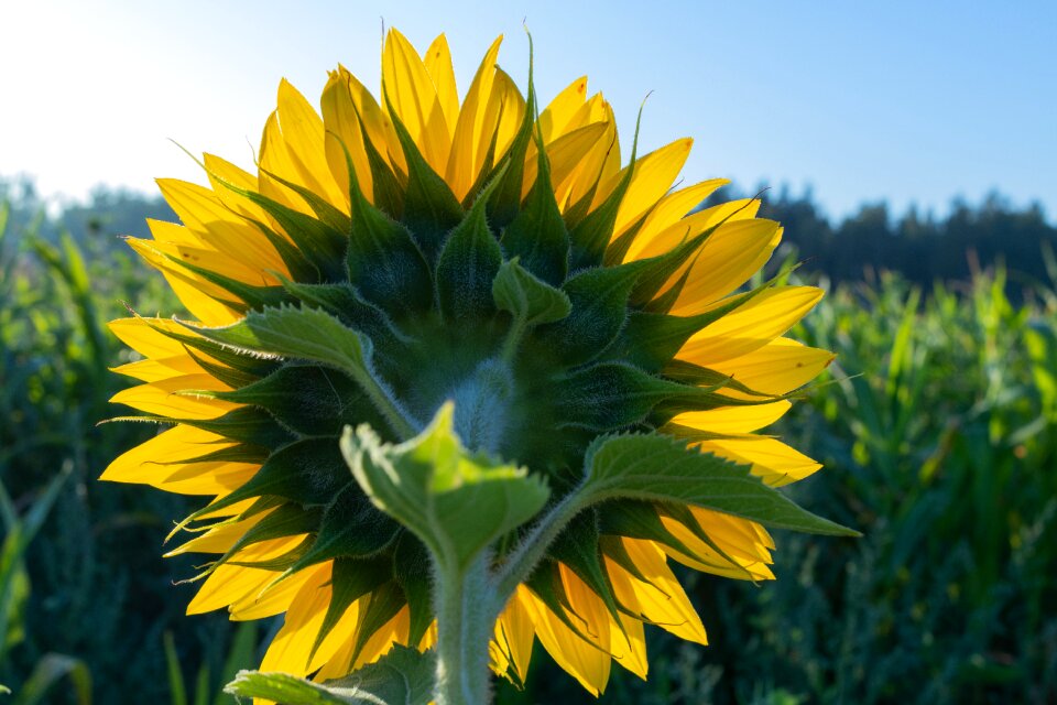 Flower yellow sunny
