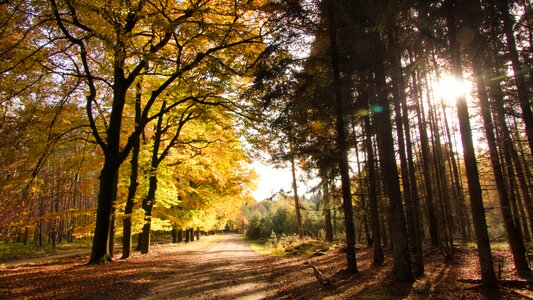 Nature forest light