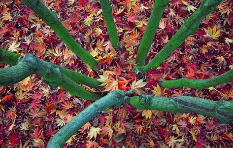 Colorful opadnięte branches