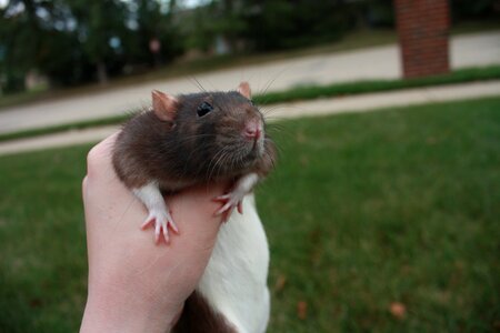 Grass pet