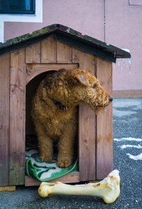 Airdale dog kennel bone