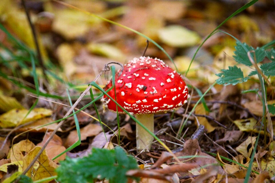 White leaves fly agaric