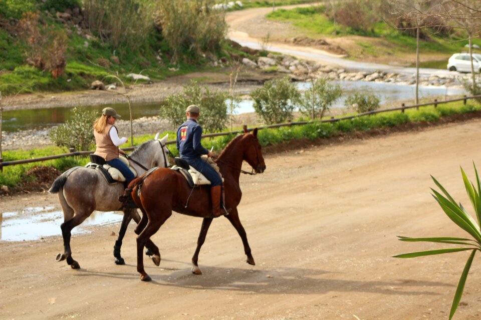 Horse brown landscape