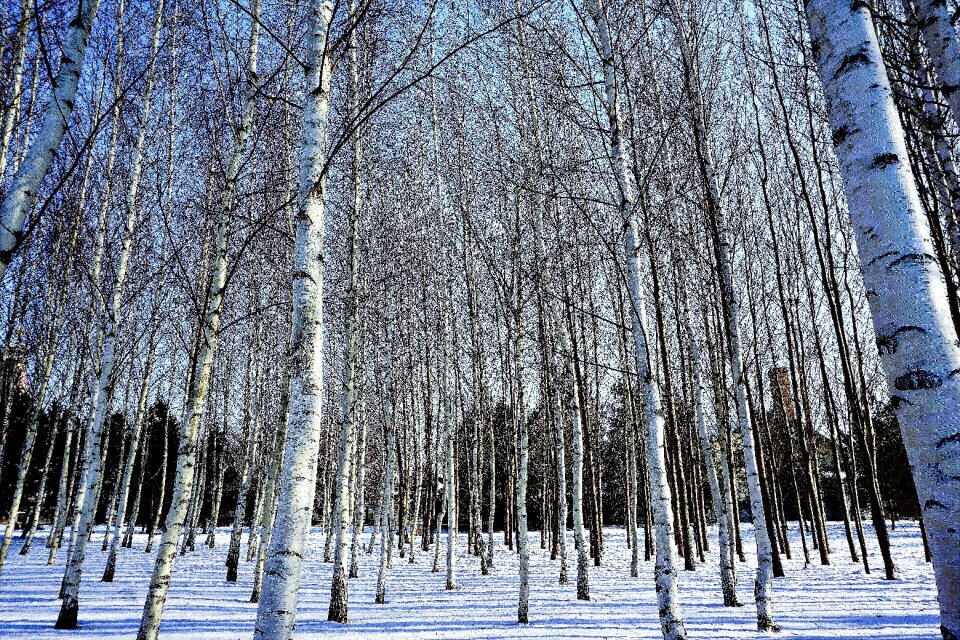 Woods plant weather