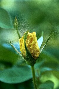 Red bright leaf