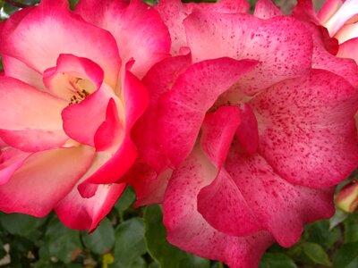 Rosa color beautiful photo