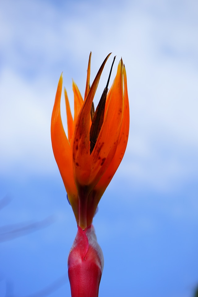 Bloom red yellow